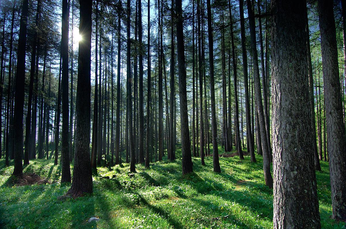 kocevje forest
